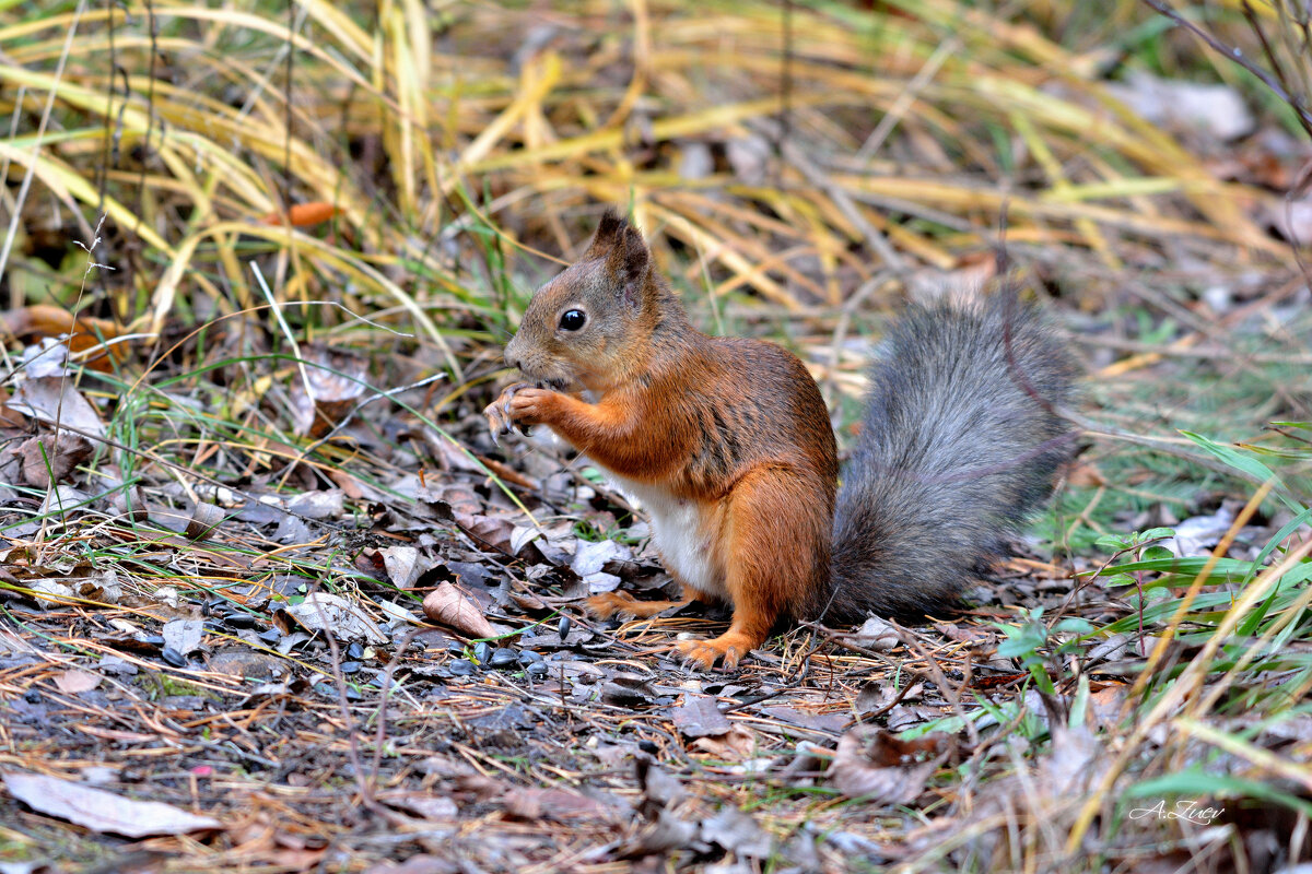 **** - Александр Зуев