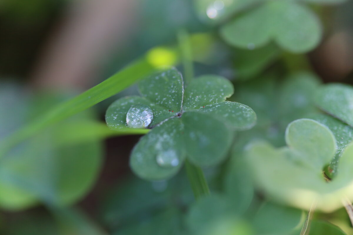 Капелька. - Оля Богданович