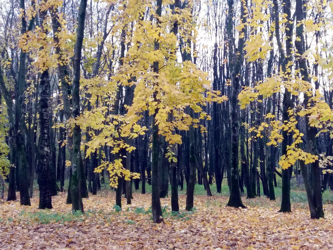 Желтеют клёны между лип - Galina Solovova