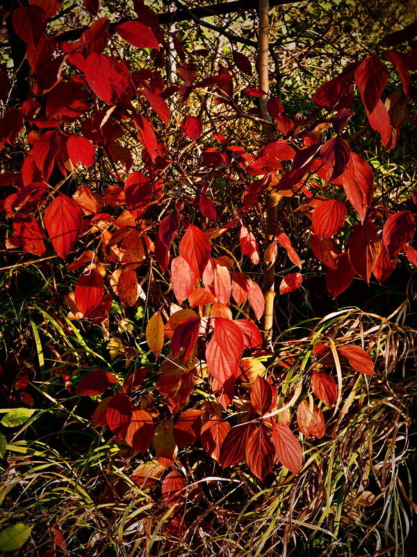 Осень 17 - Алексей Кузнецов