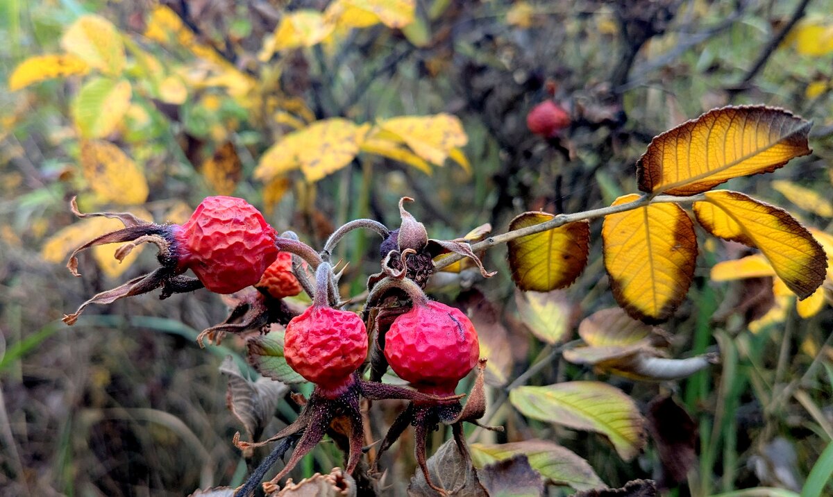 сюжеты октября  4 - Александр Прокудин