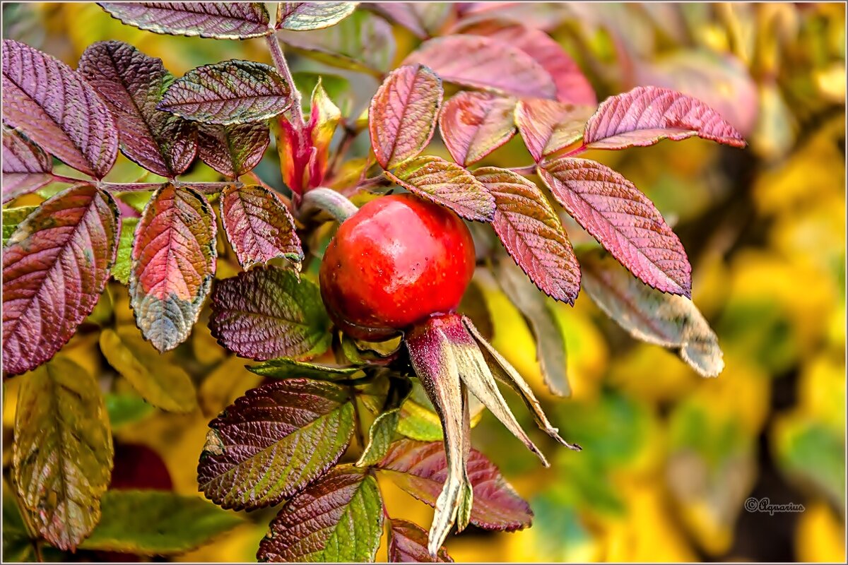 Осенние краски ... - Aquarius - Сергей