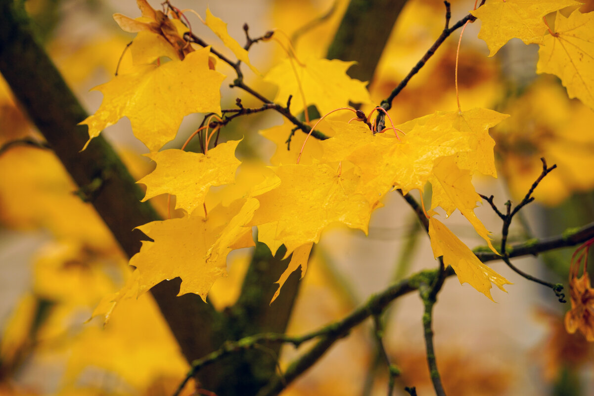 **** - Иван Литвинов