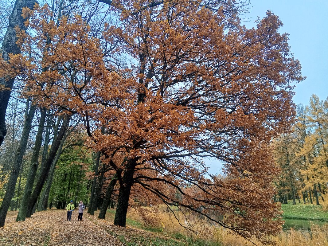 Осень - Сапсан 