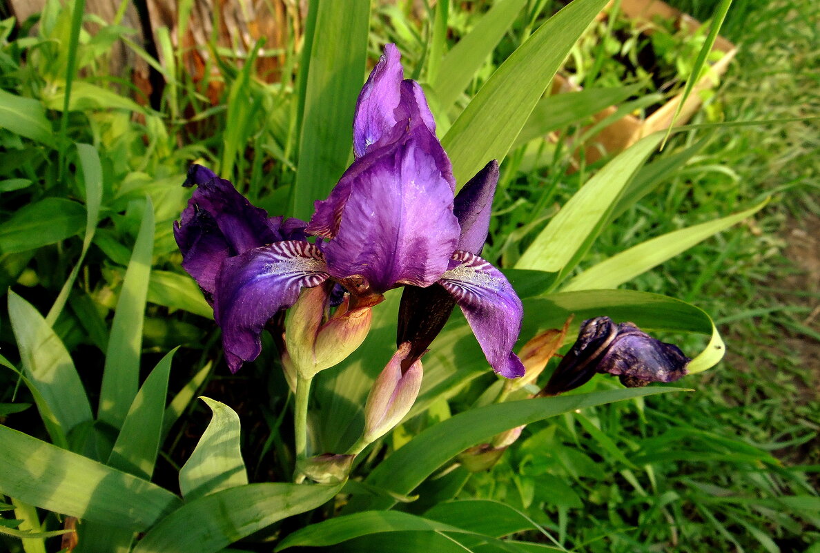 ИРИС. - nadyasilyuk Вознюк ИРИС. - nadyasilyuk Вознюк