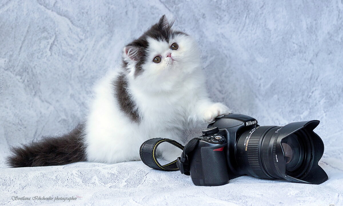 ... - Светлана Ищенко