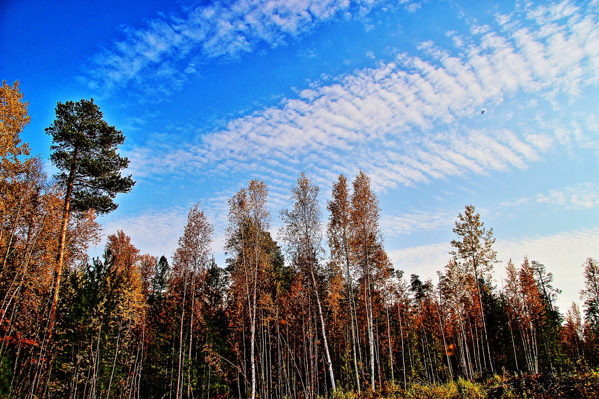 Осеннее небо с перистыми облаками! - Владимир 