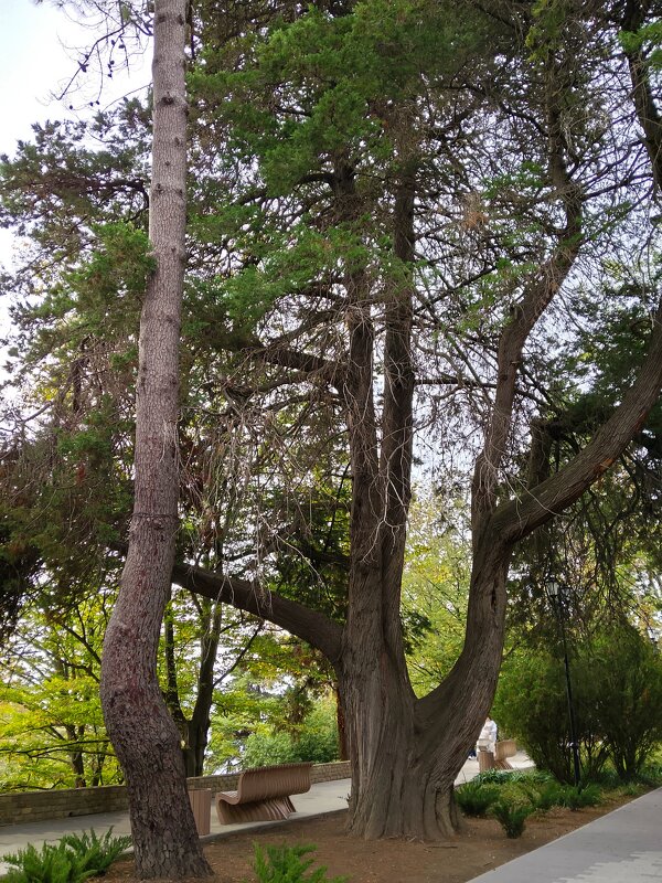 ПРИМОРСКИЙ СКВЕР - Tata Wolf