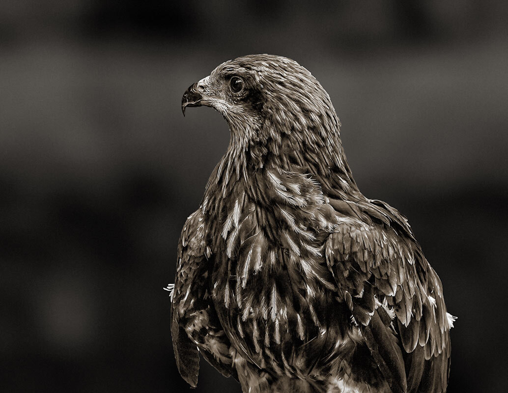 Коршун - SanSan 