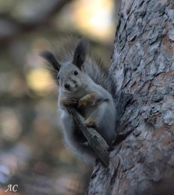 Высоко сижу... - Любовь Сахарова