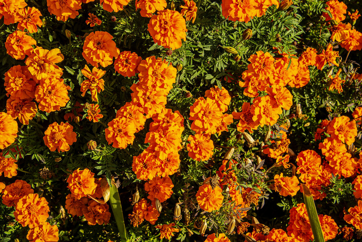 Осенние - Анатолий Чикчирный Осенние - Анатолий Чикчирный