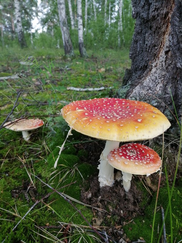 и никто их не берет - Ольга Гомзина