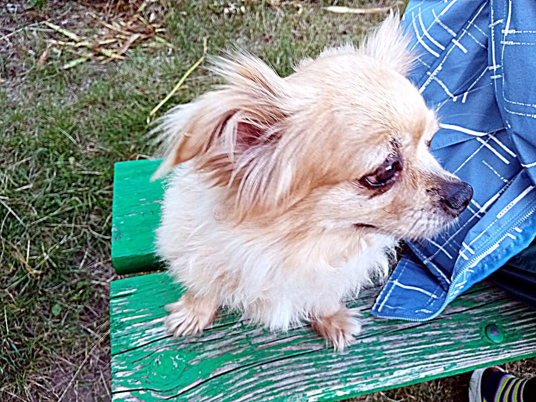 В ожидании... - Владимир Драгунский