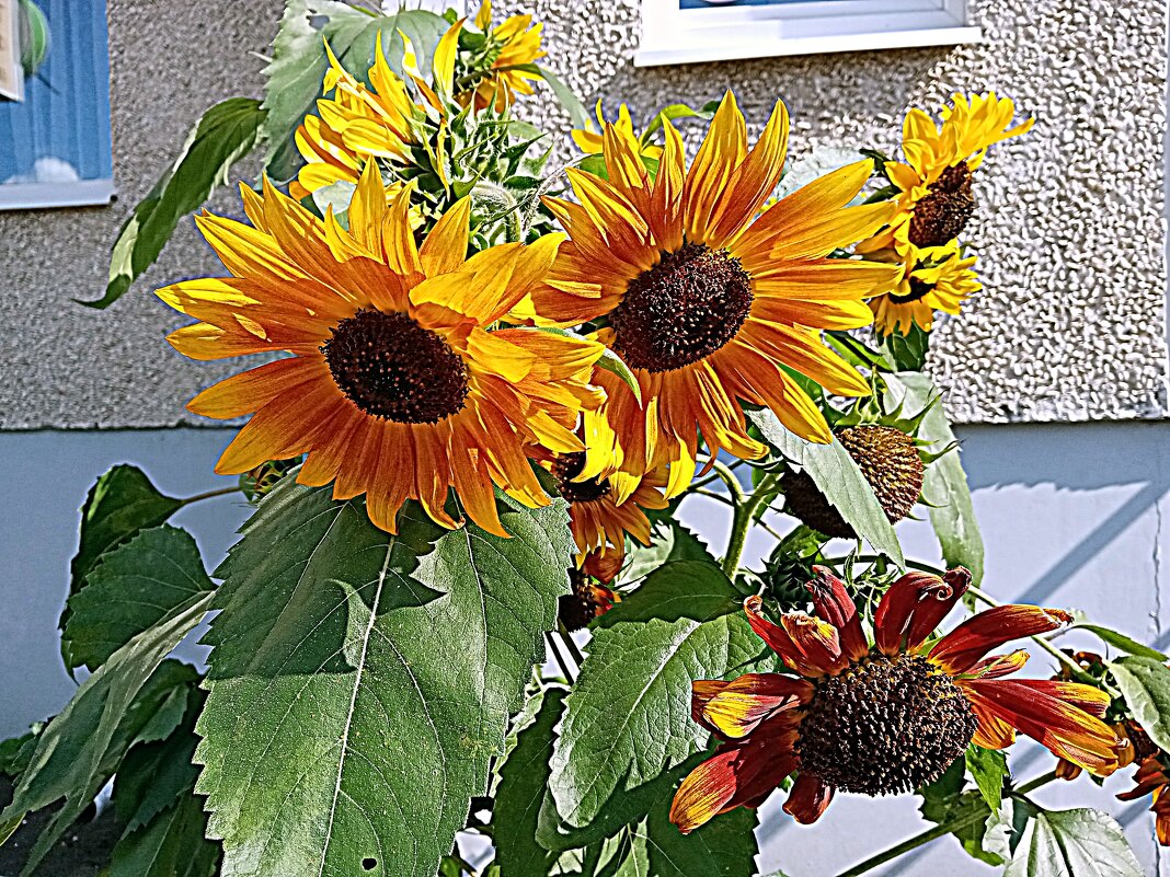 Цветы. - Владимир Драгунский Цветы. - Владимир Драгунский