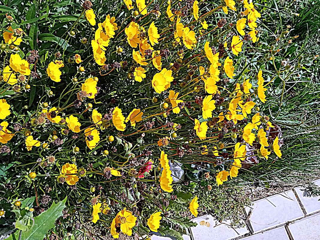 Цветы. - Владимир Драгунский