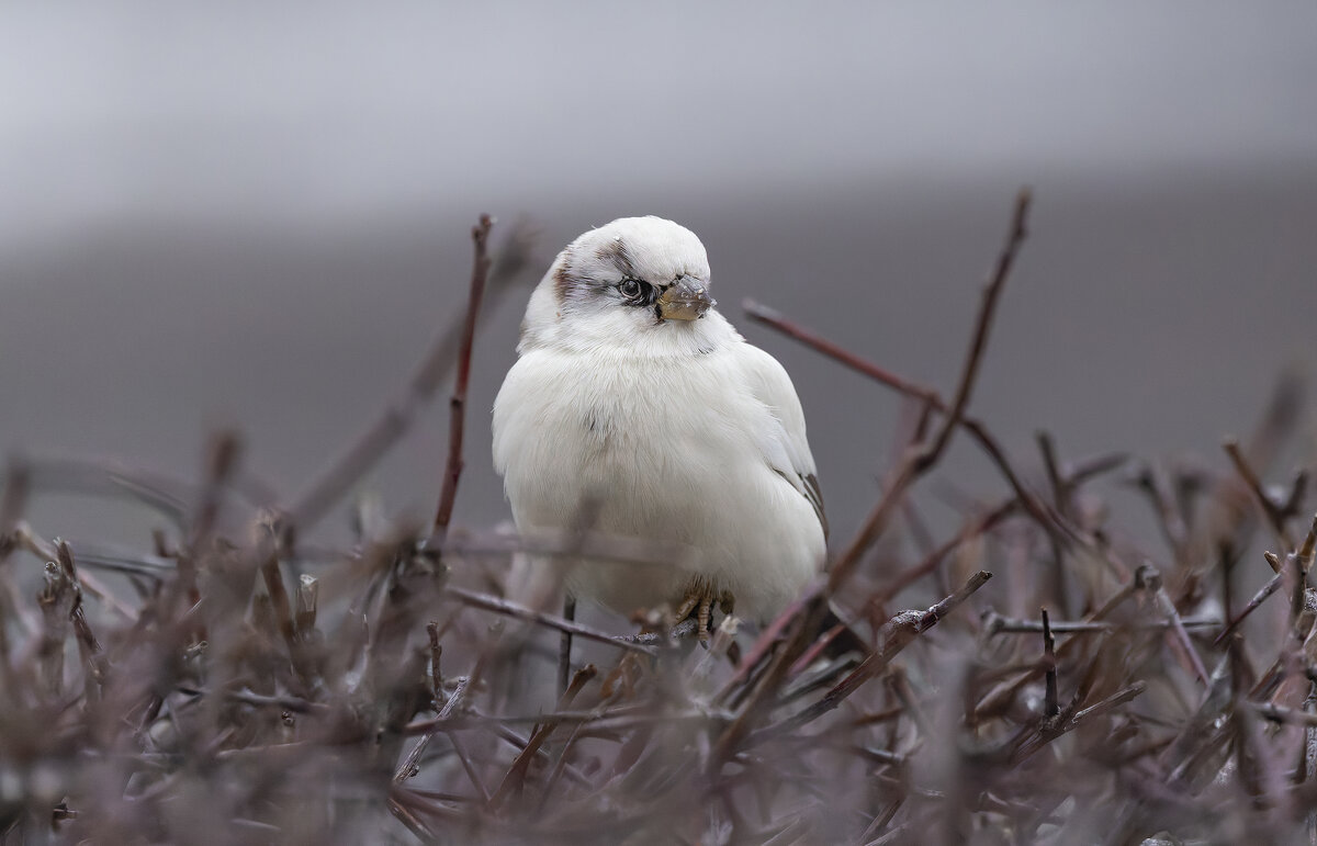 из жизни воробьев.белый воробей. - юрий макаров
