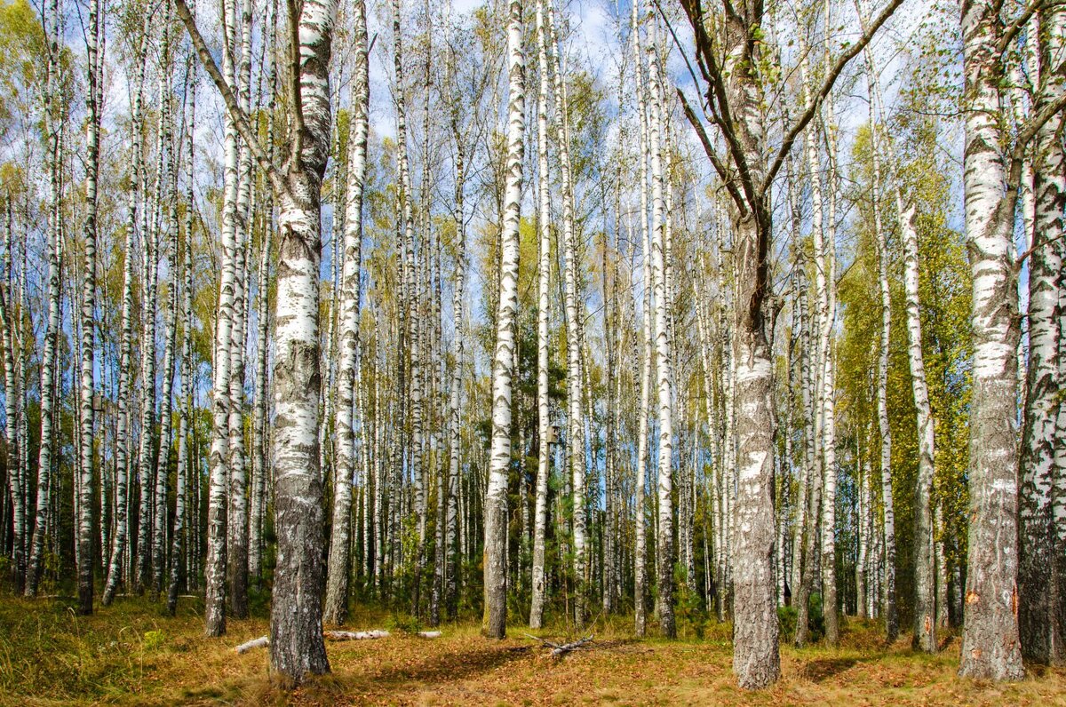 Вы шумите, шумите.. - Галина Ложечникова