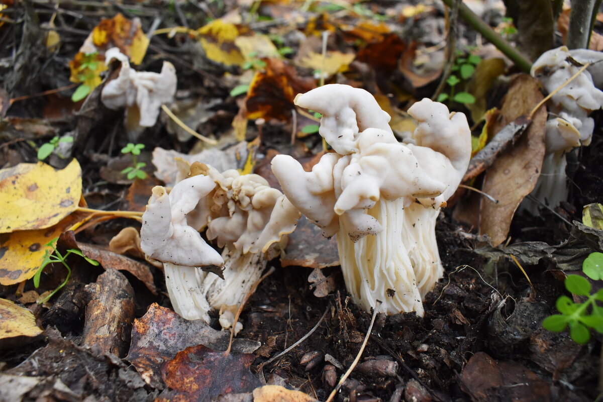 Грибочки ) ... - Константин Штарк