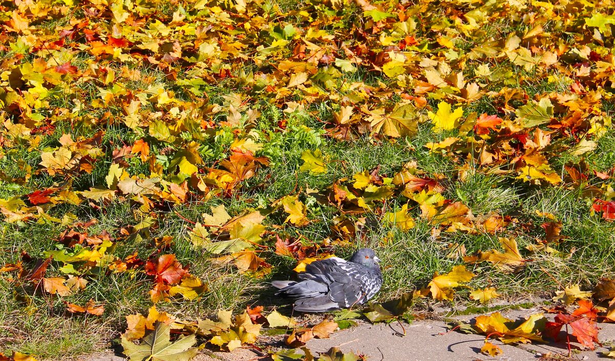ОДИНОКИЙ ГОЛУБЬ СРЕДИ ЖЕЛТЫХ ОПАВШИХ ЛИСТЬЕВ - Валентина 