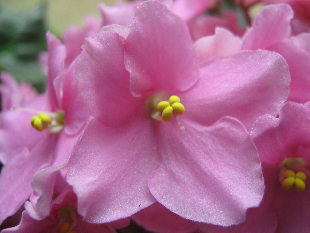 Нежность - Елена Семигина Нежность - Елена Семигина