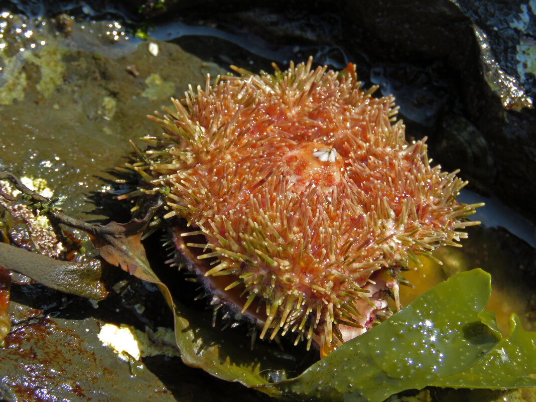 Морской ёжик - ИРЭН@ . Морской ёжик - ИРЭН@ .