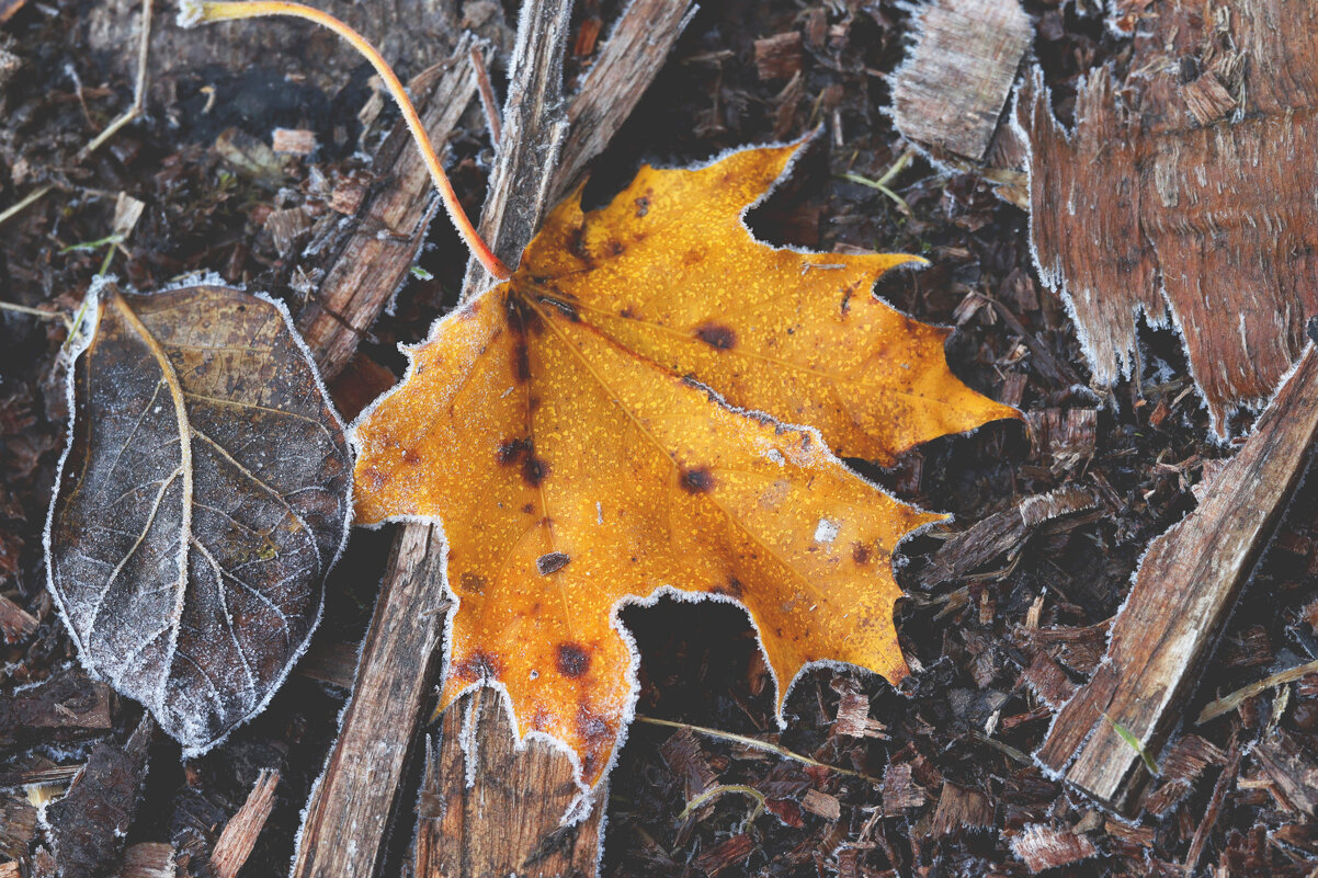 *** - Елена Kазак (selena1965)