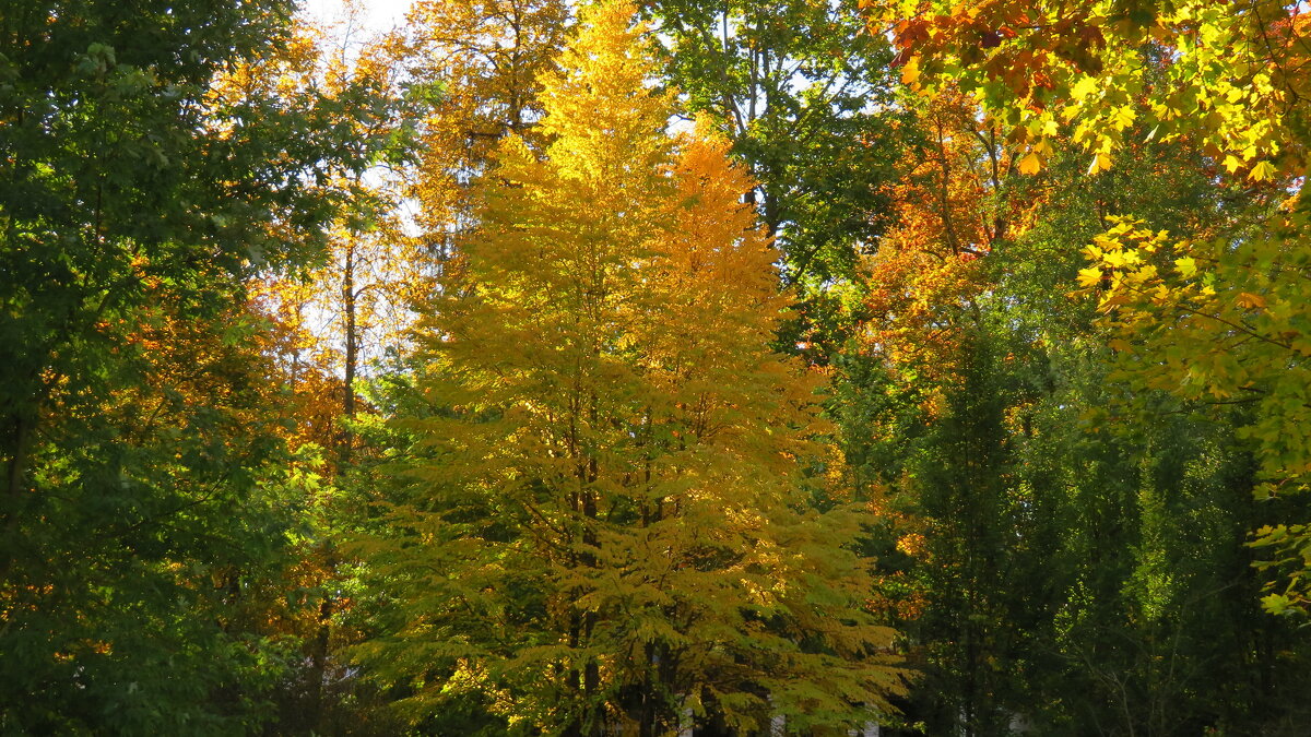 ЗОЛОТЫЕ КРАСКИ ОКТЯБРЯ - rimgis 