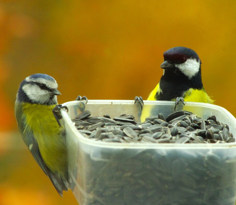 "Ну, что - по-братски ?" :) - Юрий Куликов "Ну, что - по-братски ?" :) - Юрий Куликов