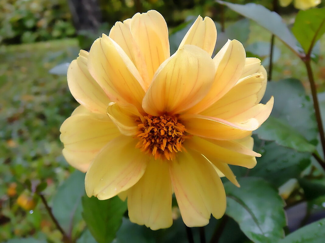 Осеннее солнышко - Ольга Довженко