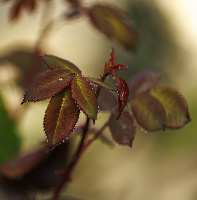 В капельках - Светлана Тихонина
