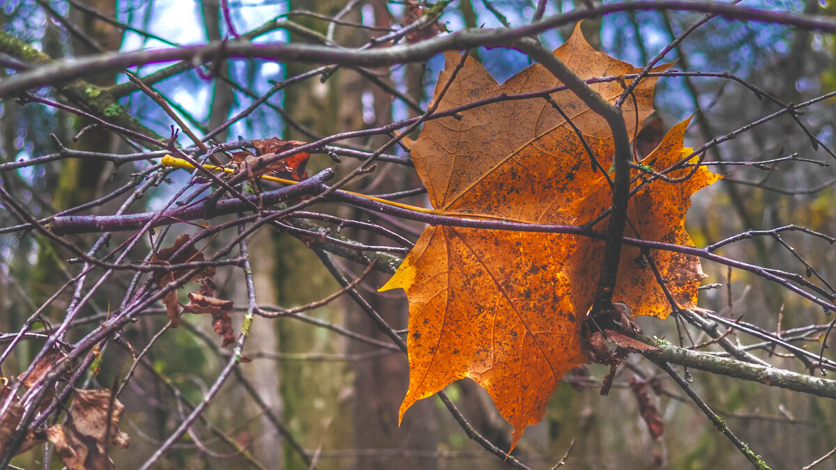 Осень... - Станислав Мутовин Осень... - Станислав Мутовин