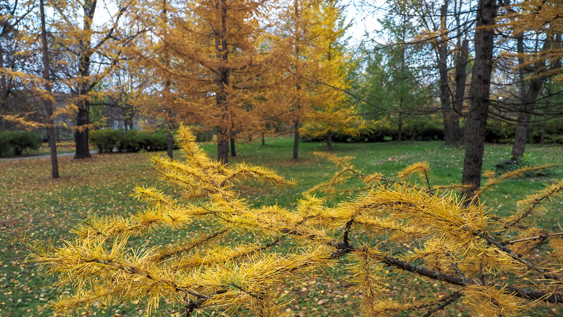 Осенний Сюжет - юрий поляков