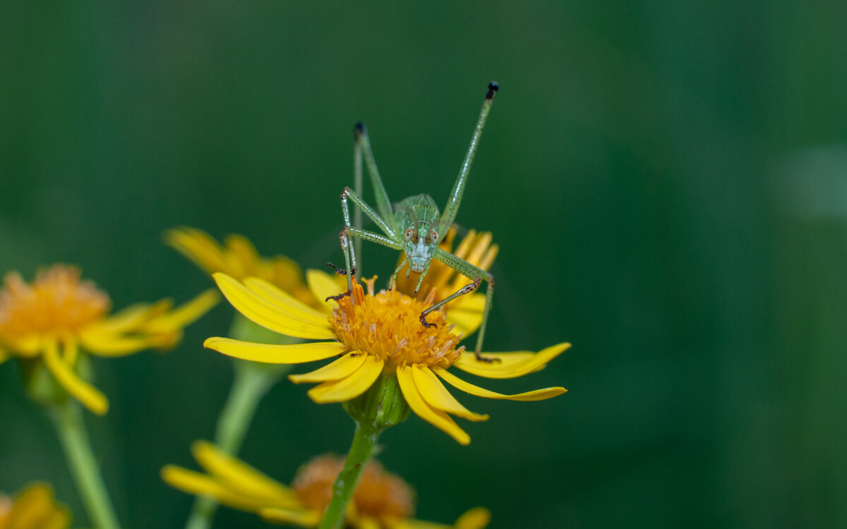 Глазастый - Владимир Иванович