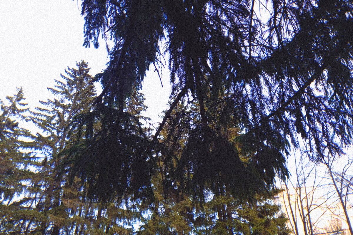 Под сенью нового года. - Игорь Солдаткин