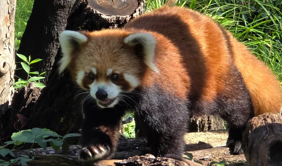 Красная панда (Малая панда) - Николай 