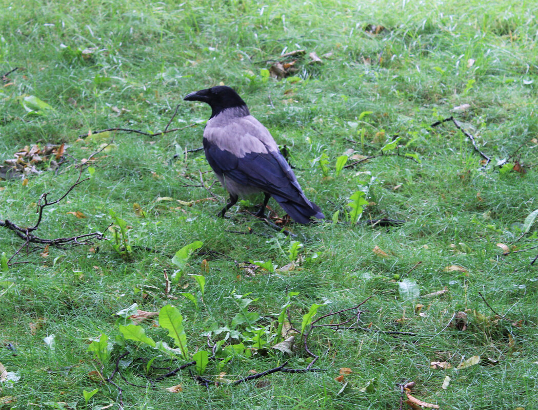 Серая ворона - Любовь ***