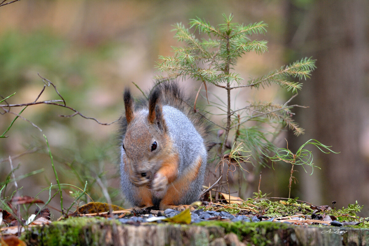 * - Александр Зуев