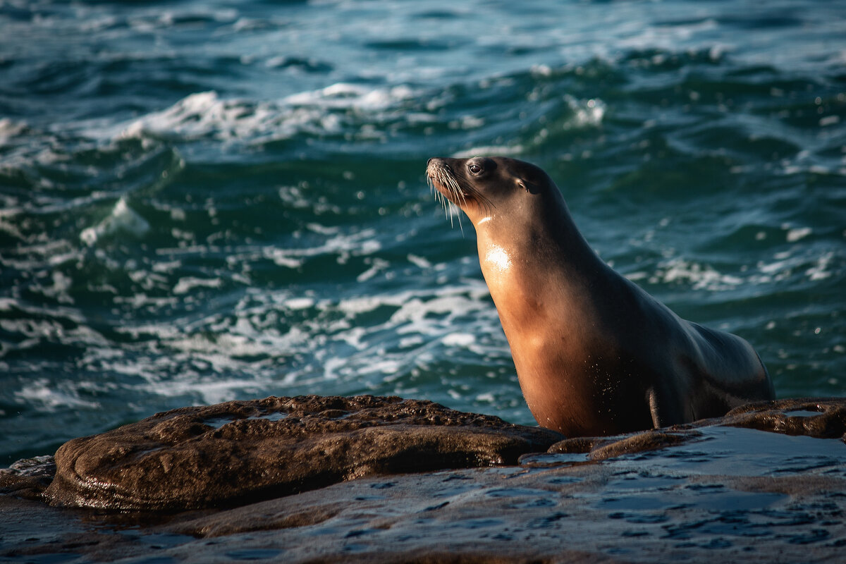 МОРСКОЙ КОТИК НА ПОБЕРЕЖЬЕ ЛАХОЙЯ (США) - Александр 
