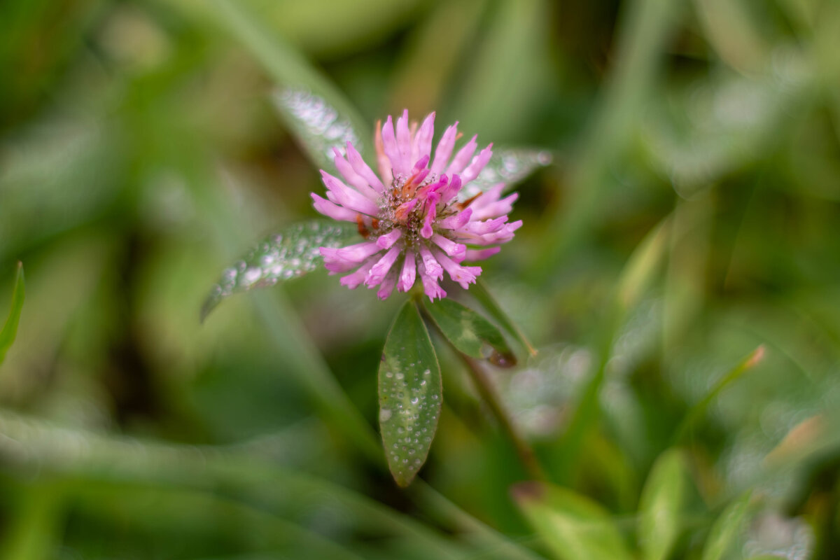 Клевер - Сергей Зонов