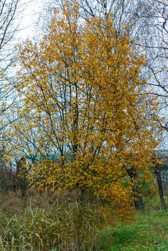 Дерево - Сергей Зонов Дерево - Сергей Зонов