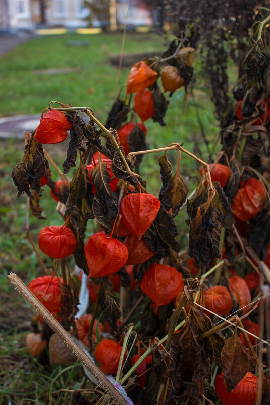 Прекрасны увядания приметы - Дмитрий Костоусов