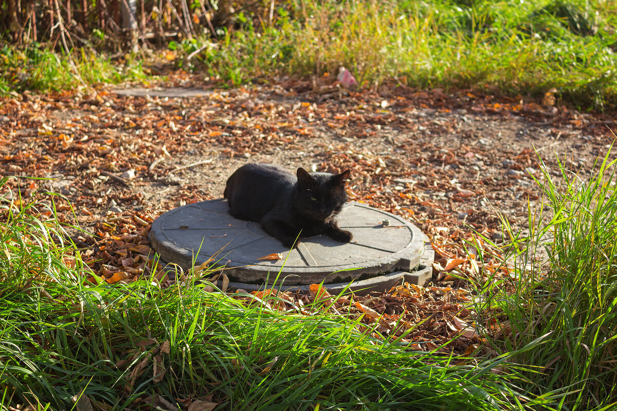 Успеть поймать последнее тепло - Дмитрий Костоусов