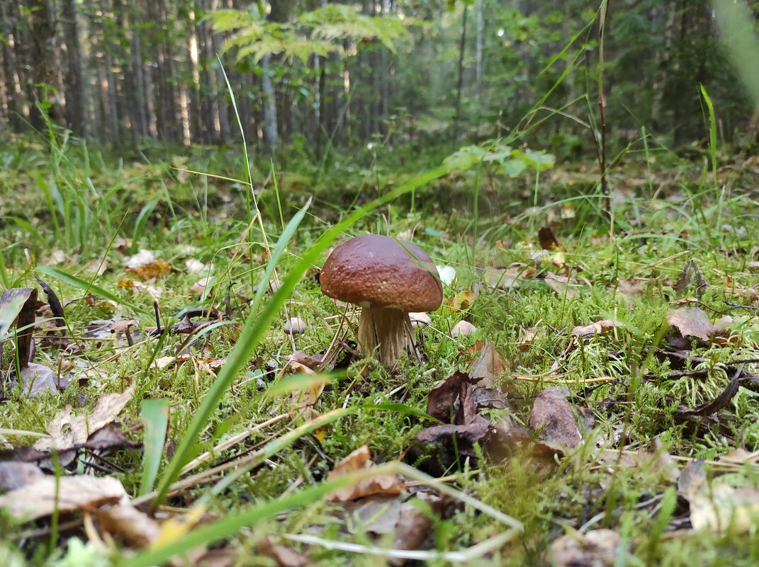 Грибная тема - Игорь Ч.