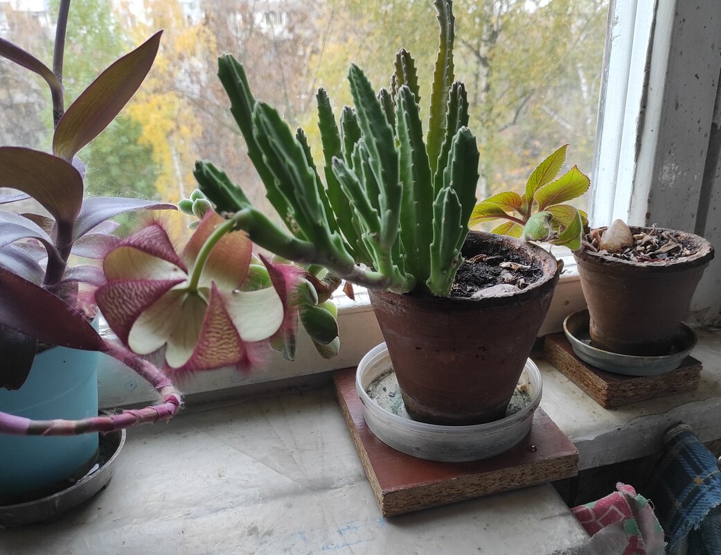 Цветок раскрылся - Игорь Ч.