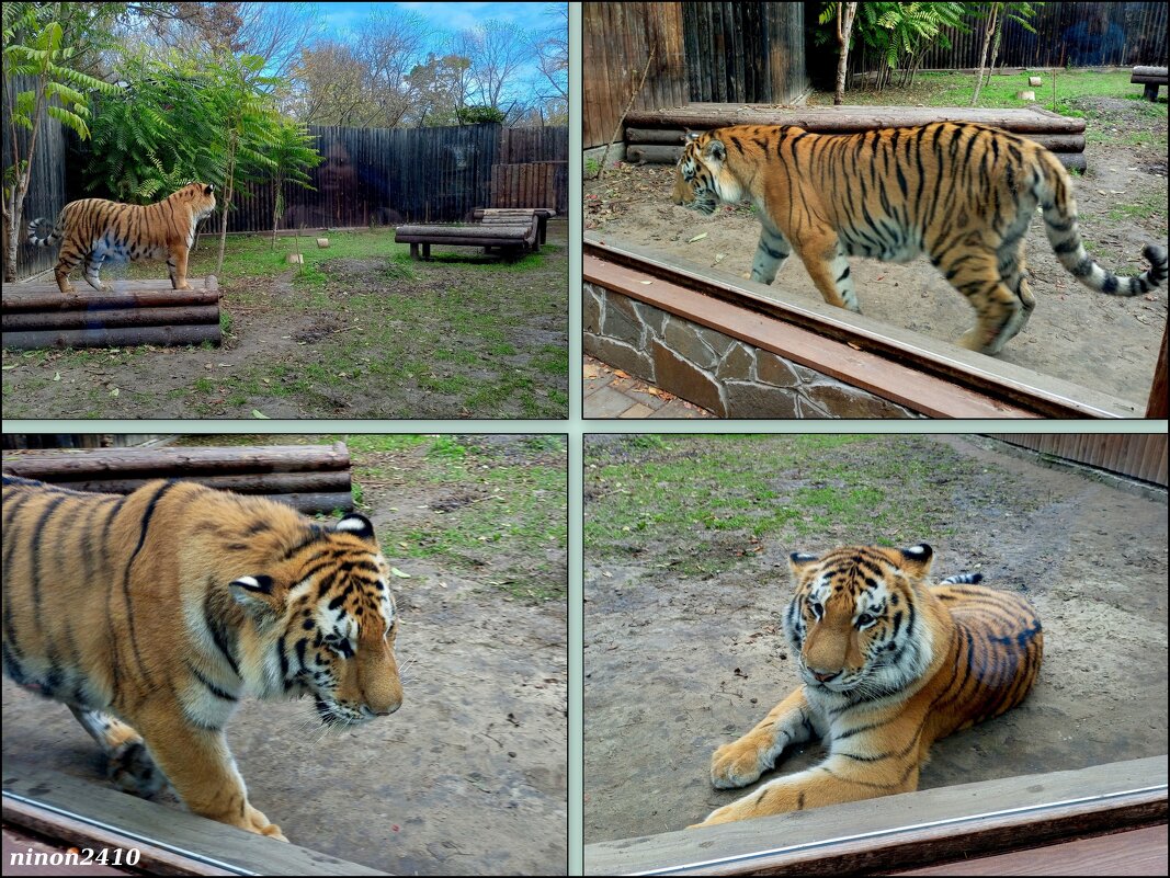 В ростовском зоопарке - Нина Бутко