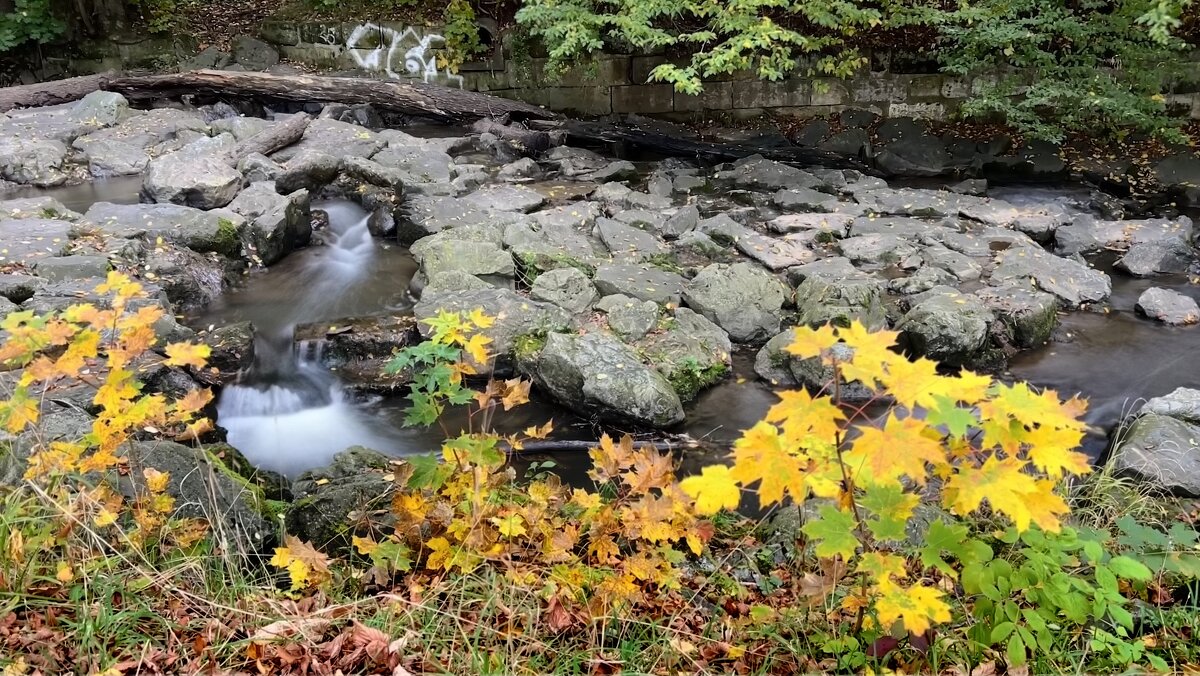 Ходит осень в нашем парке, Дарит осень всем подарки: - "The Natural World" Александер