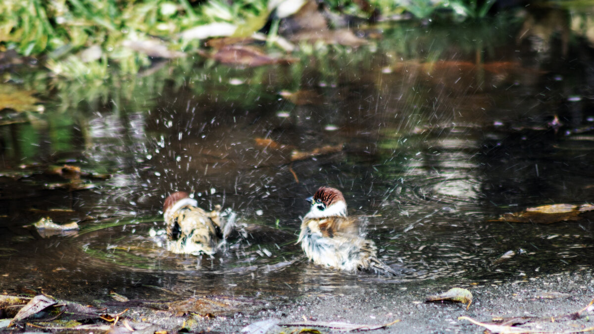 Не брызжи - sorovey Sol Не брызжи - sorovey Sol