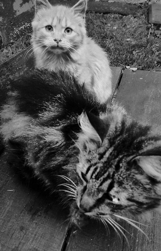 очень грустно без домашнего тепла. - Любовь 