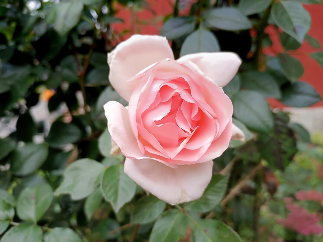 Розы в октябре - Мария Васильева Розы в октябре - Мария Васильева