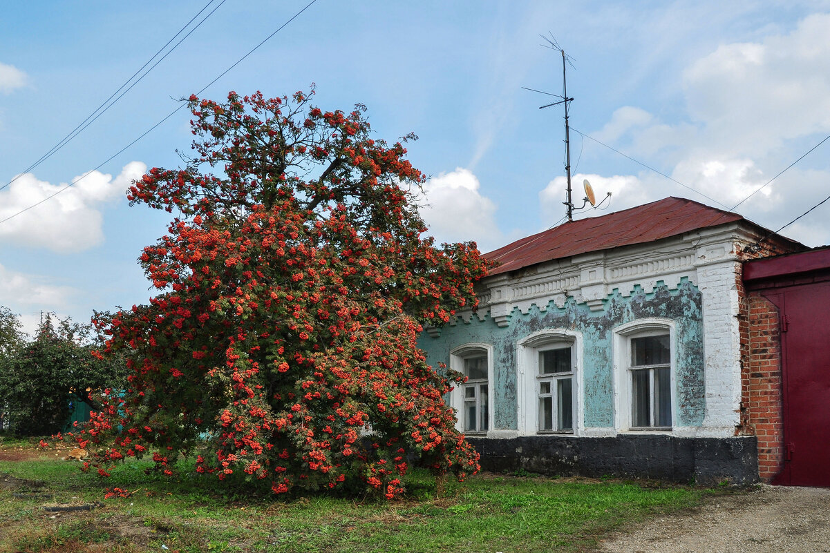 А вы видели такую рябину? - Татьяна Машошина А вы видели такую рябину? - Татьяна Машошина